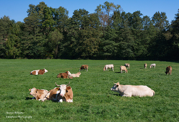 Idyllic green  pastures in Pilsbach