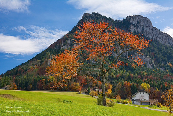 A Red Tree mimics the Mountain