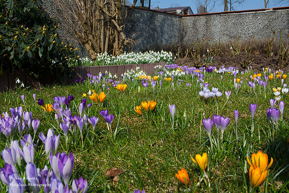 Our garden