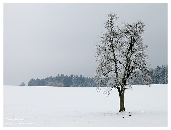 Frosty Tree in Kirchstetten