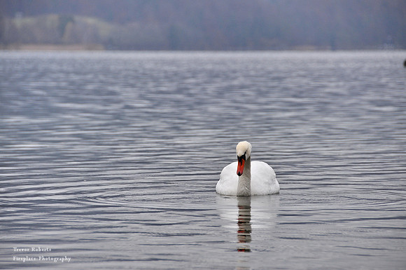 Swan at lake Fuschlsee 2