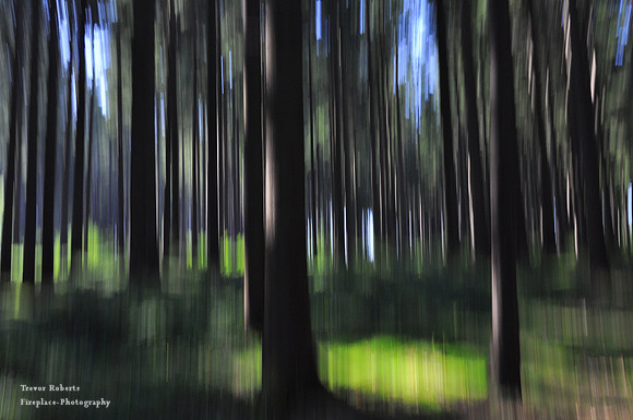 Abstract forest