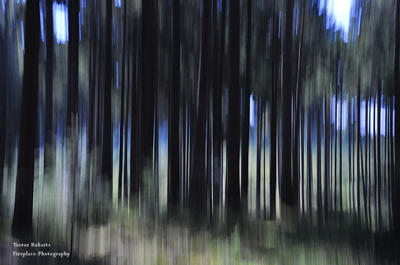 Abstract forest