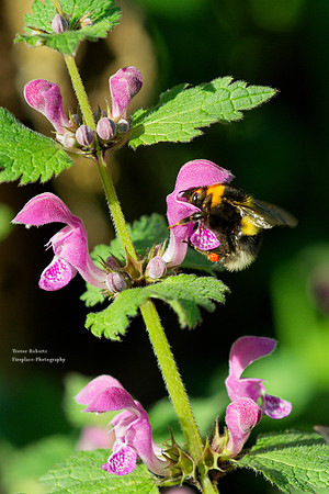 Watching the bees