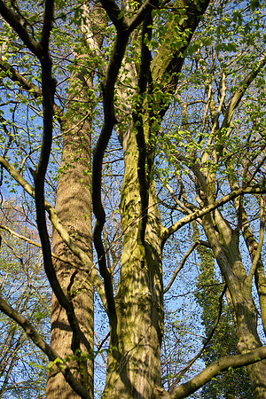 3 black branches