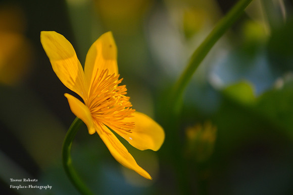 Delicate beauty from the swamp