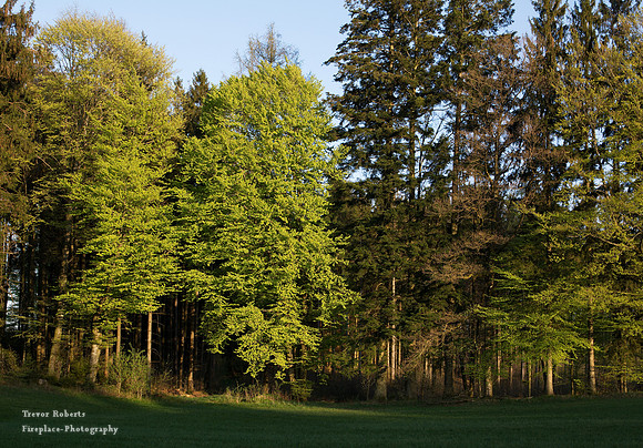 sunlit trees testing out their new leaves
