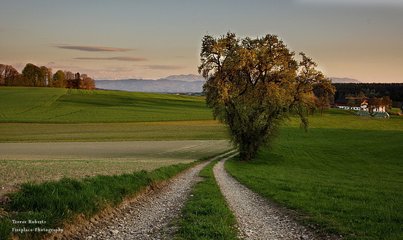 Evening shot as the shadows get longer and the light takes on a touch of gold