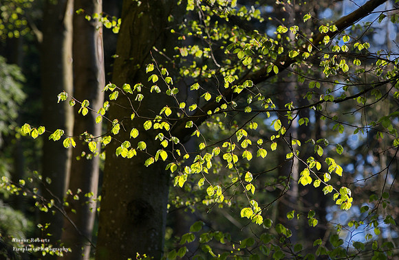 Birch leaves taking a sunbath