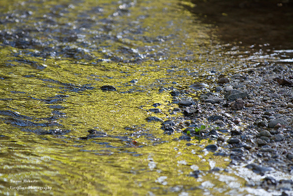golden reflections