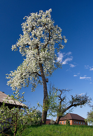 Magnificent springtime in Oberpilsbach