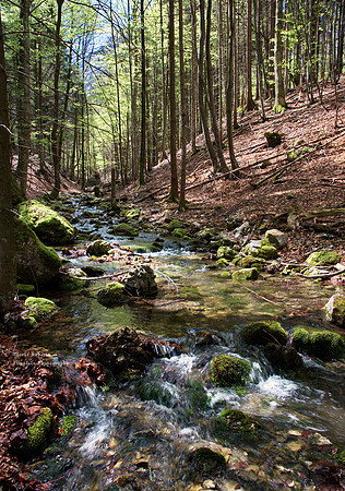 Laudachsee 15
