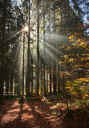 Sunburst through the misty forest