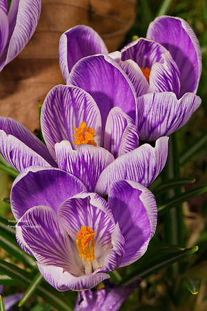Crocus