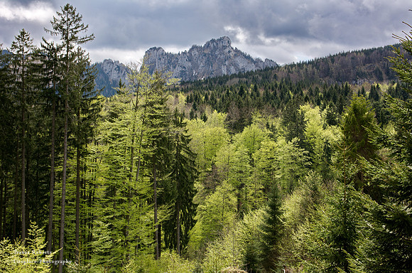 Fresh green leaves