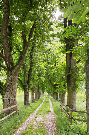Horse Chestnut Tree alley in Summer