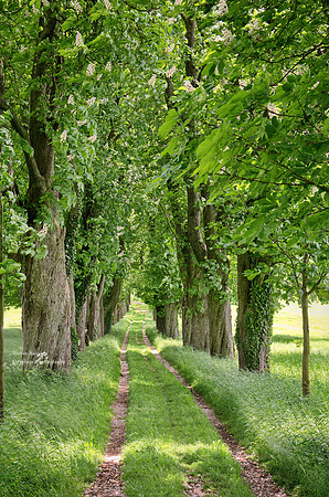 Longest alley in early summer