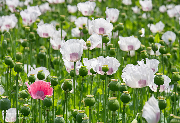 White poppies in Pilsbach