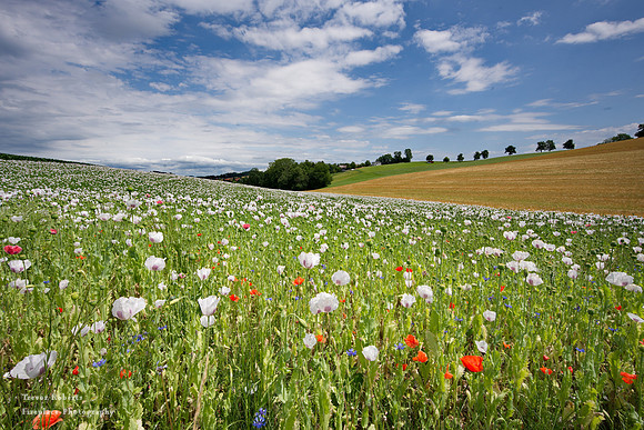 White poppies in Pilsbach