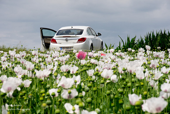 White poppies in Pilsbach