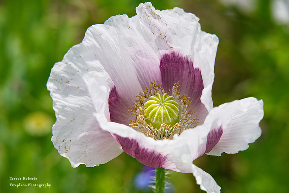 White poppies in Pilsbach