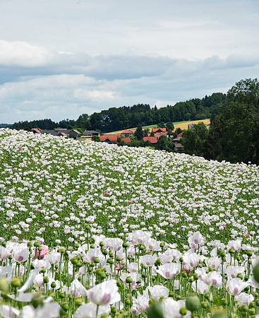 White poppies in Pilsbach