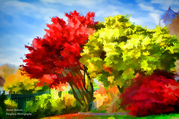 A riot of colour in the garden