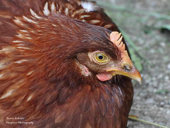 The old hen