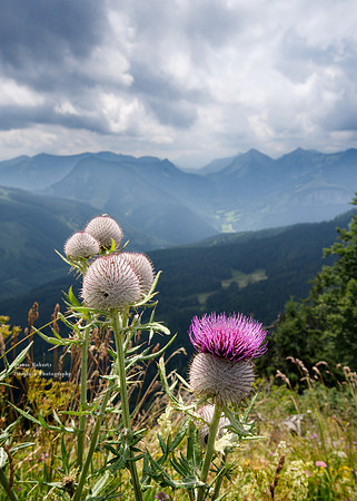 Faistenauer Schafberg, July 2022