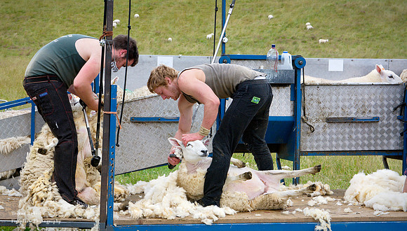 Sheep shearer's at work