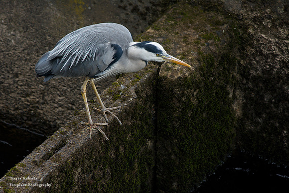 Waiting at the fish ladder