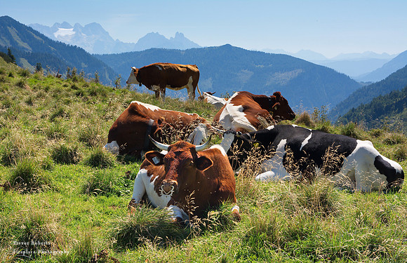 Enjoying the view on the Genneralm
