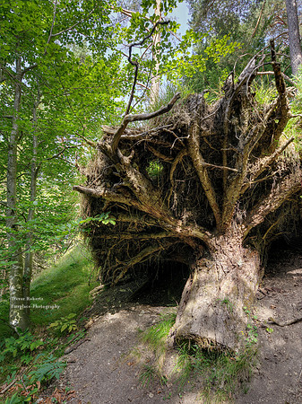 Trees are strong but some storms are stronger