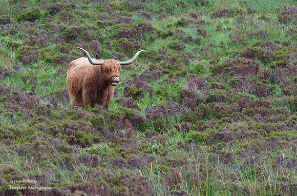 Long Horn in heather field