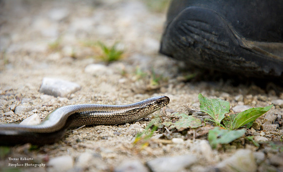 Gmundnerberg - A snakey meeting