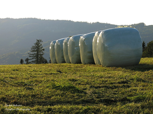 Gmundnerberg -Silage bails