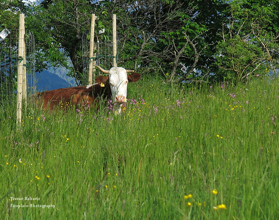Enjoying the flowers on the mounatin pasture