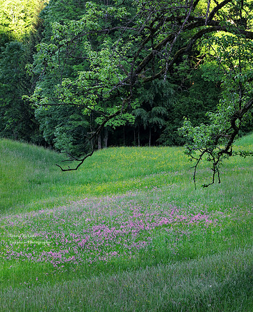 Pretty Meadow flowers in May on Gmundnerberg