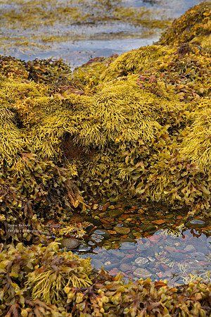 Yellow seaweed