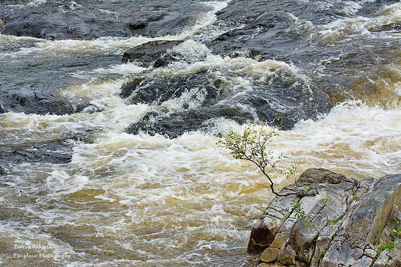 Tenacious tree at Kinlochlevin