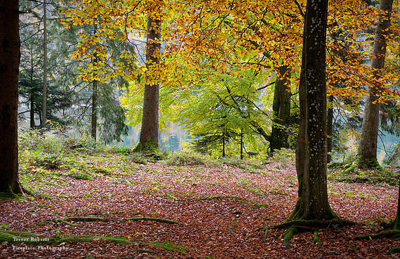 Backlit leaves at the edge of Schwarzensee Lake