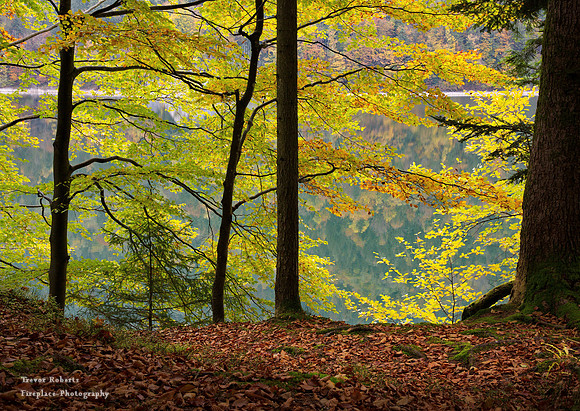 Backlit leaves at the edge of Schwarzensee Lake 2