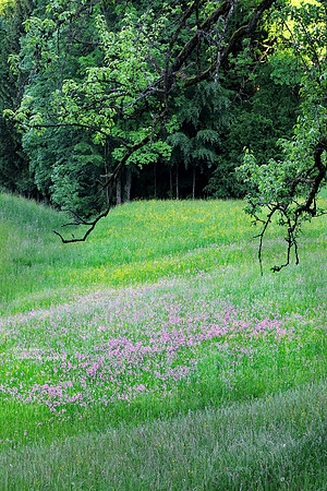 Pretty Meadow flowers in May on Gmundnerberg 2
