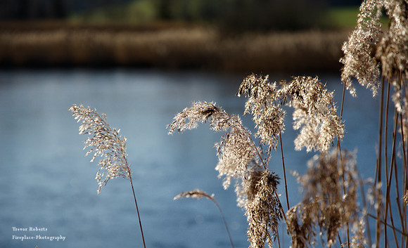 Lake Egelsee - back lit reeds