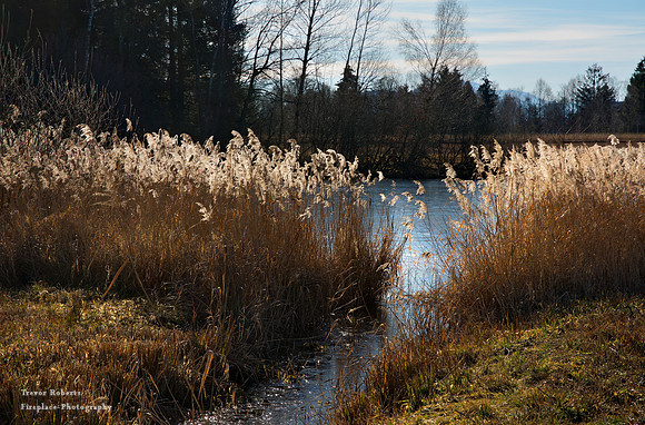Lake Egelsee - Reeds enjoying the winter sun