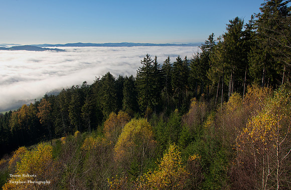 Autumn forest over a foggy valley