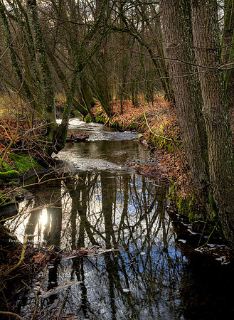 Kohlaichbach in Winter