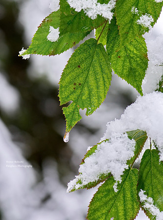 Pfarrerwald, Winter 2017