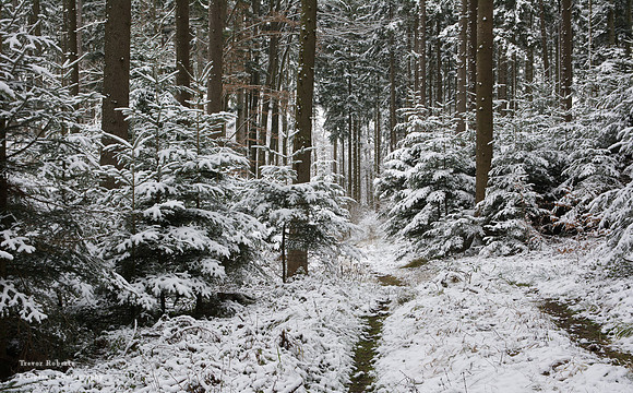 Pfarrerwald, Winter 2017