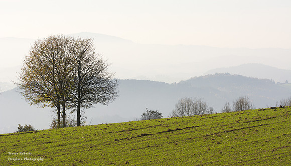 Lone Tree  and misty layers